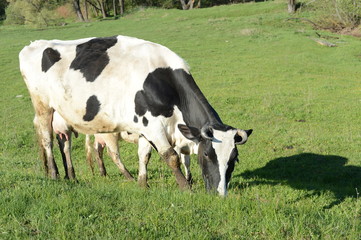 Naklejka na ściany i meble пастбище коров в деревне