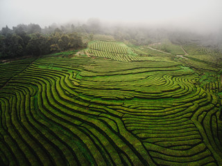 Green tea terrace plantation in fog from above, drone shot, Azores islands