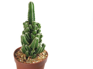 Close up green cactus in pot with small rock isolated on white background (selective focus)