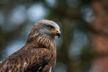 Fototapeta premium Adler