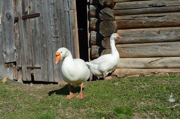 geese in the village