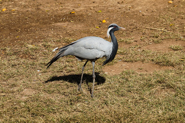 Obraz premium nature, fauna, bird, grey, crane, grass, observations
