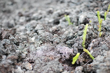Closeup of new grown plants in lava on la reunion island