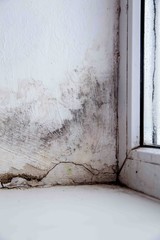 Water damage causing mold growth on the interior walls of a property