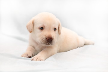 Puppy Labrador pale yellow suit lies on his stomach