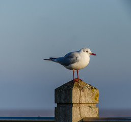 Black headed Gull