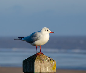 Black Headed Gull