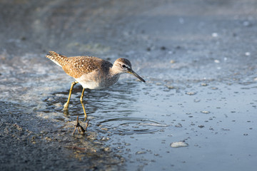 Wood Sandpiper.