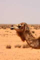 chameau ou dromadaire
