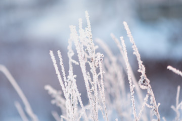 Winter landscape with dry frozen grass on the background of snow covered plain, blue sky and orange sun at sunset. Beautiful natural scenery. Selective focus