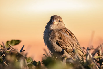 Spatz im Abendlicht