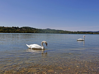 cigni nel tranquillo lago di varese in una giornata autunnale