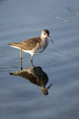 Wood Sandpiper.