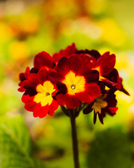 Red and Yellow Primrose in bloom
