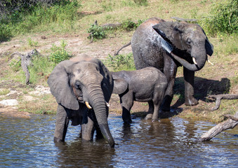 Elephants bathing and playing in the water of the chobe river in Botswana