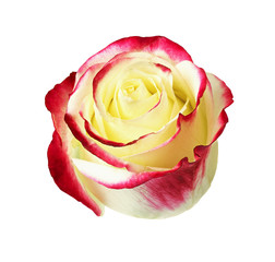 Fototapeta premium Rosette of red and yellow rose flower