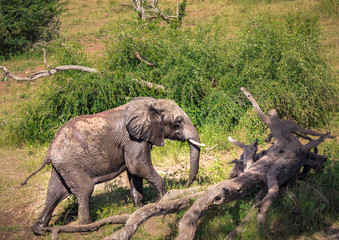Fototapeta premium Elephants bathing and playing in the water of the chobe river in Botswana