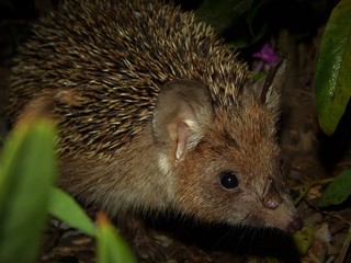 Hedgehog