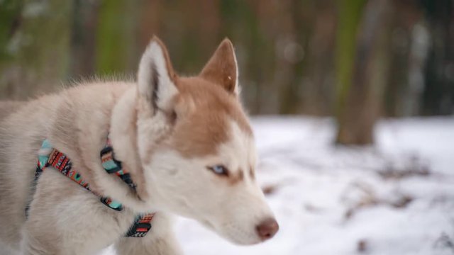 Siberian Husky puppy runs out of town for a walk in the winter. Sony A7III. 100 fps . FullHD