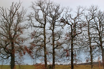 Arbres en hiver.