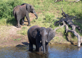 Elephants bathing and playing in the water of the chobe river in Botswana