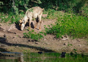 Young male Waterbuck near the Chobe river in Botswana