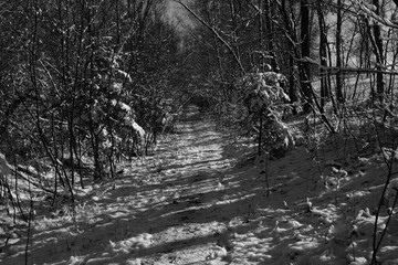 Young Forest and fields like at Scotland during winter Season with snow.