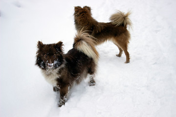 two dogs running in the snow