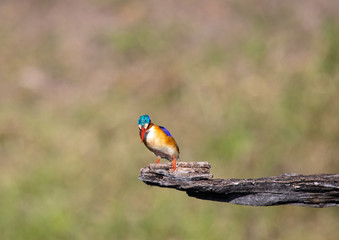 Malachite Kingfisher sitting on a dead tree near the Chobe river in Botswana