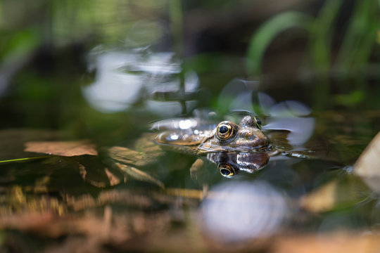 Froschteich