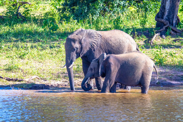 Fototapeta premium African elephant near the Chobe river in Botswana