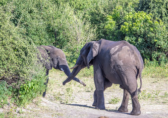 African elephant near the Chobe river in Botswana