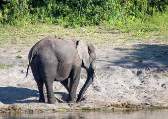 African elephant near the Chobe river in Botswana