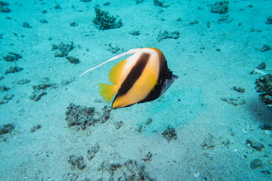 A single Schooling bannerfish or false Moorish Idol (Heniochus diphreutes) swimming across the sandy sea bed of the Red Sea in Egypt