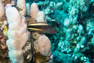 An adult black-sided hawkfish, freckled hawkfish or Forster's hawkfish (Paracirrhites forsteri)...