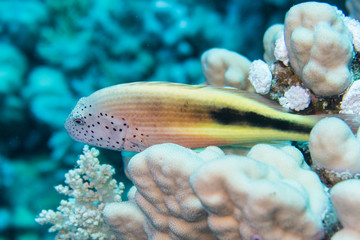 An juvenile black-sided hawkfish, freckled hawkfish or Forster's hawkfish (Paracirrhites forsteri)...