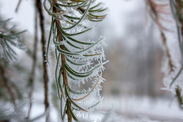 A branch of pine covered with needles hoarfrost on a blurred background.