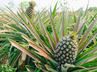 Obraz premium Pineapple tropical fruit growing in farm.