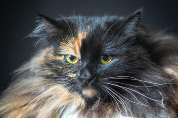 Portrait of unimpressed cat