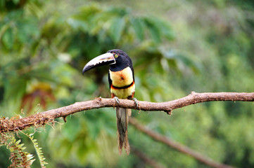 Collared Aracari - Costa Rica