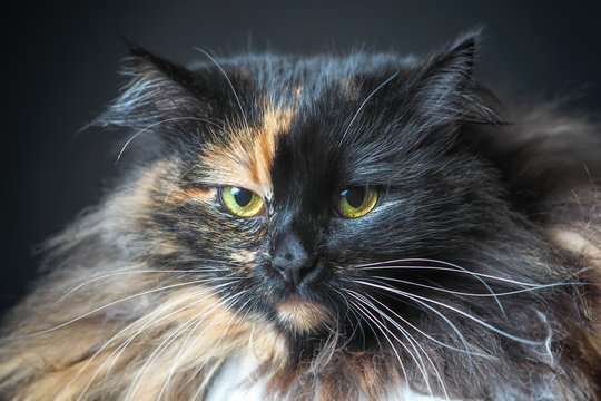 Portrait Of Unimpressed Cat