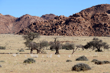 colorful grass steppe with mountains and trees in Namibia Africa
