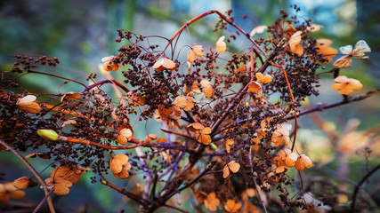 beautiful brown-bloomed shrubs