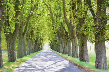 Baumallee, Hintergrund