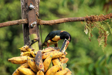eating Collared Aracari - Costa Rica