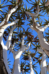Quiver tree with blue sky - Namibia AfricaAfrica