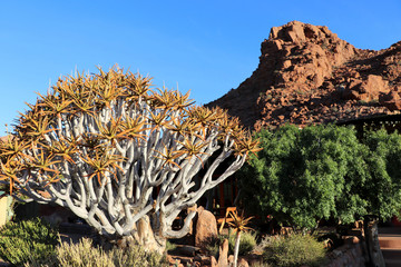 Quiver tree with mountain and blue sky - Namibia Africa