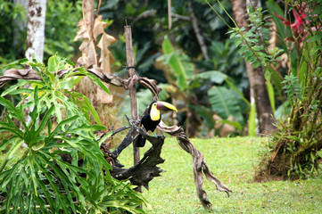 Swainson toucan - Costa Rica