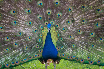 Obraz premium Męski rytuał godowy pawia.