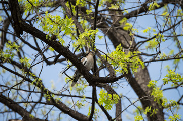 A White-winged Dove perched in a pecan tree.